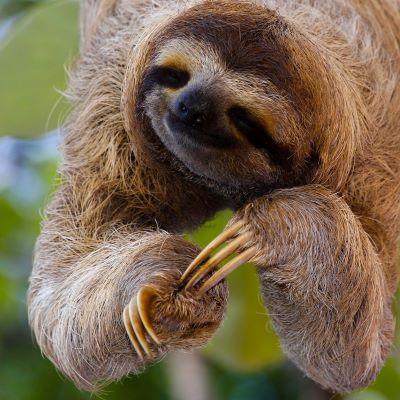 On the contrary of the first time, I have grown my jewelry business so slowwwly, that I feel I'm slow motioning 100% of the time. I feel like I'm a sloth. Have you seen how slow a sloth moves?