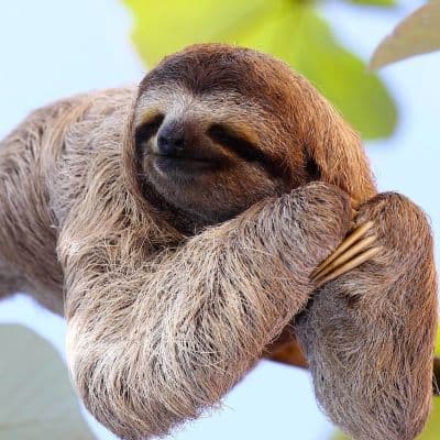 On the contrary of the first time, I have grown my jewelry business so slowwwly, that I feel I'm slow motioning 100% of the time. I feel like I'm a sloth. Have you seen how slow a sloth moves?